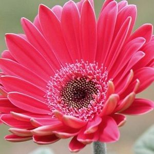 Meet your Posher, Neel